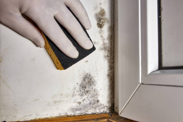 Best Biohazard Mold Removal  in Lakeside, OR